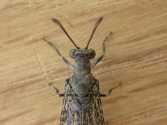 Bandidus breviusculus