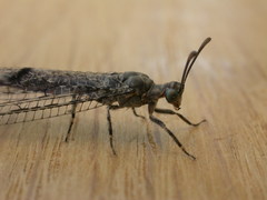 Bandidus breviusculus