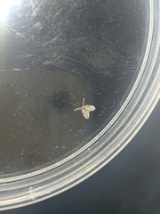 Clogmia albipunctata