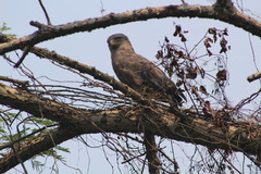 Circaetus cinerascens