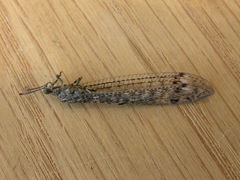Bandidus breviusculus