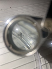 Clogmia albipunctata