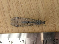Bandidus breviusculus