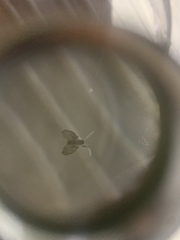 Clogmia albipunctata