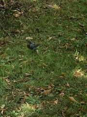 Sturnus vulgaris
