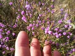 Muraltia scoparia