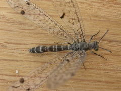 Bandidus breviusculus
