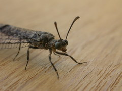 Bandidus breviusculus