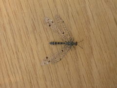 Bandidus breviusculus