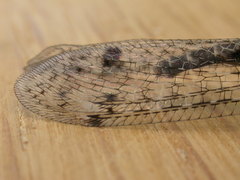 Bandidus breviusculus
