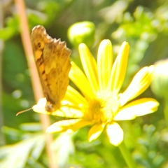 Pararge aegeria
