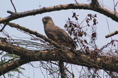 Circaetus cinerascens