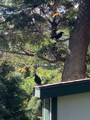 Corvus brachyrhynchos