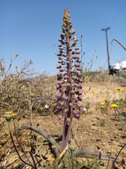 Lachenalia violacea