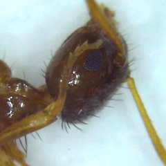 Nylanderia terricola