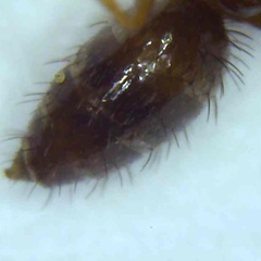 Nylanderia terricola