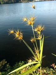 Rhynchospora macrostachya