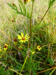 Senecio squalidus