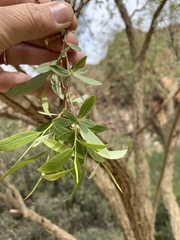 Salix mucronata mucronata