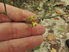 Agrimonia rostellata