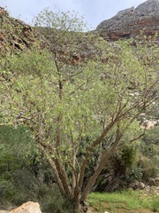 Salix mucronata mucronata