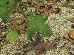 Agrimonia rostellata