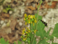 Agrimonia rostellata