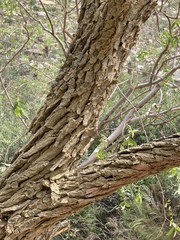 Salix mucronata mucronata