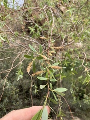Salix mucronata mucronata