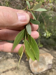 Salix mucronata mucronata