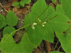 Hylodesmum pauciflorum