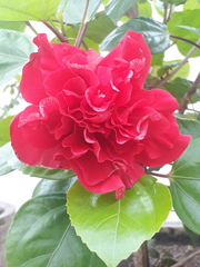 Hibiscus rosa-sinensis