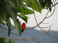 Pyrocephalus rubinus