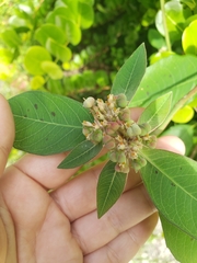 Euphorbia heterophylla image