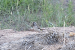 Crithagra atrogularis