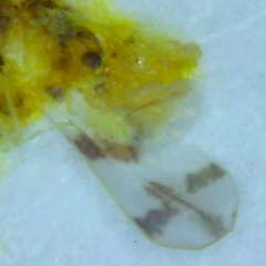 Tetraleurodes mori