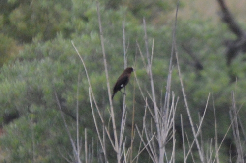 Amblyospiza albifrons