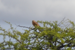 Falco rupicoloides