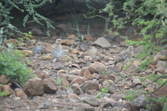 Burhinus capensis capensis