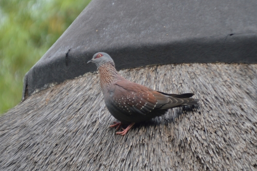Columba guinea