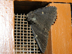 Hypersypnoides submarginata