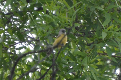 Anthoscopus minutus
