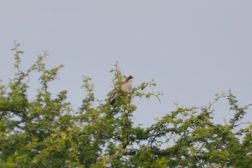 Plocepasser mahali