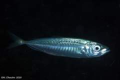 Trachurus picturatus