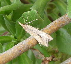 Diasemia