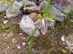 Gladiolus orchidiflorus