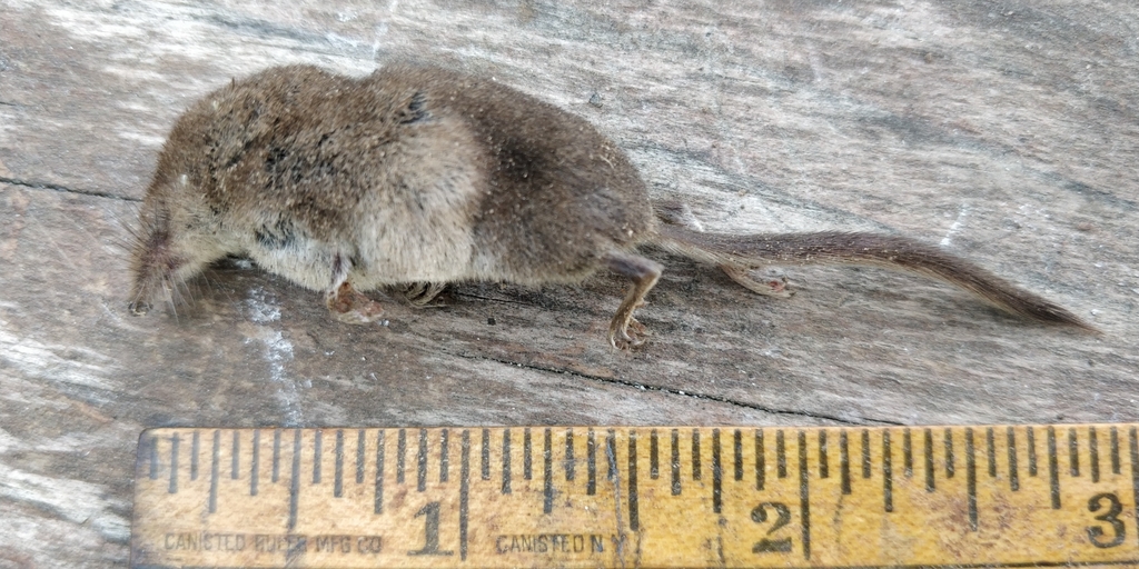 Prairie Shrew