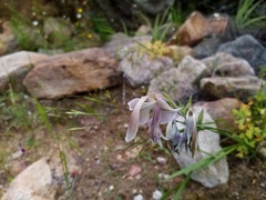 Gladiolus orchidiflorus