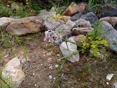 Gladiolus orchidiflorus