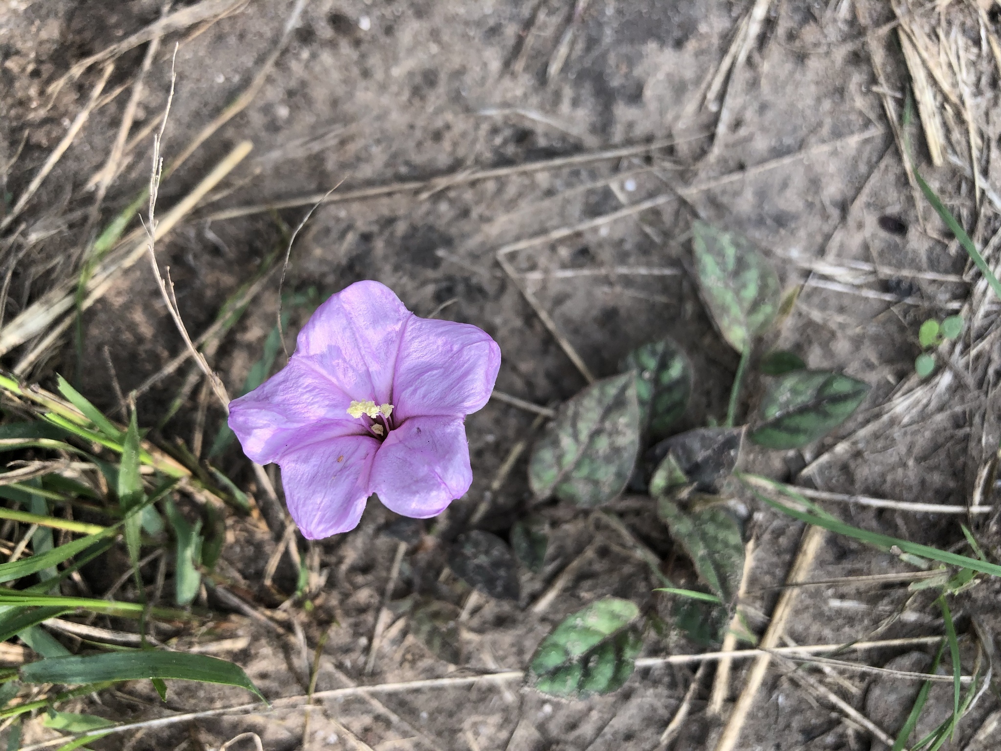 Acleisanthes anisophylla